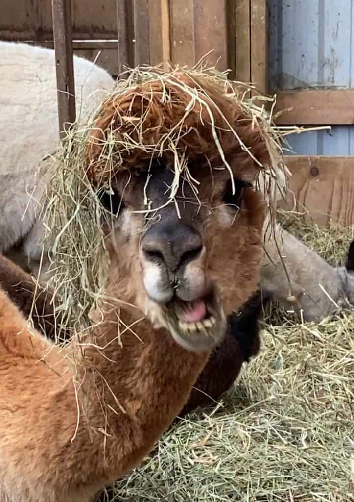 alpaca-farms-ontario