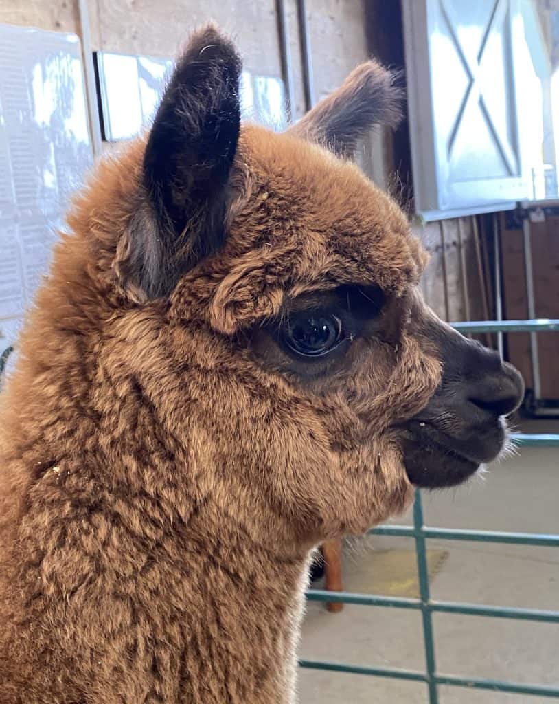 kickin-back-alpaca-farm