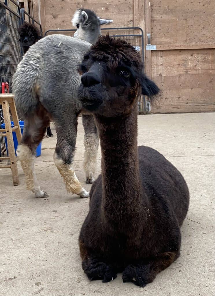 kickin-back-alpaca-farms
