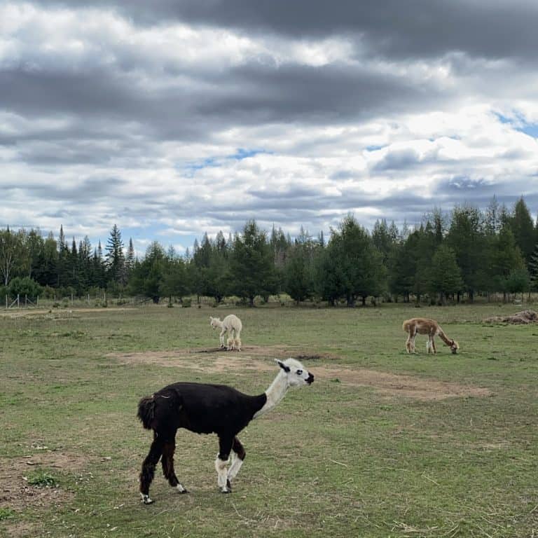 old-school-alpacas